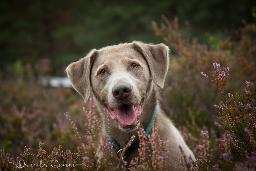 Hundeshooting in der Heide 2018