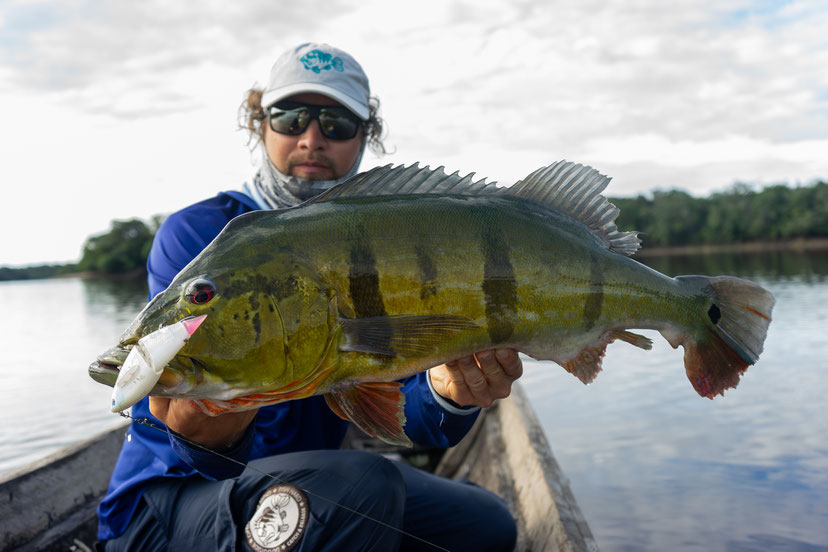 Peacock Bass Colombia fishing hanitas swimbait