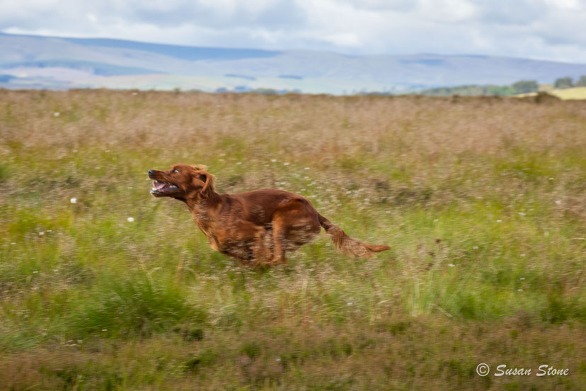 Kedality Quarry Hill "Flame" quartering the ground at high speed, searching for the scent of Grouse (Dukeries, July 2023).