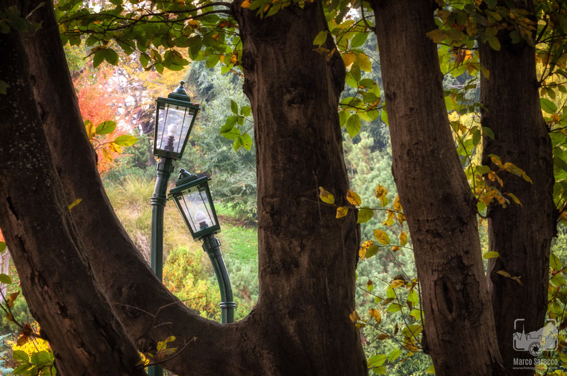 Parchi e giardini 1a - I lampioni innamorati in autunno