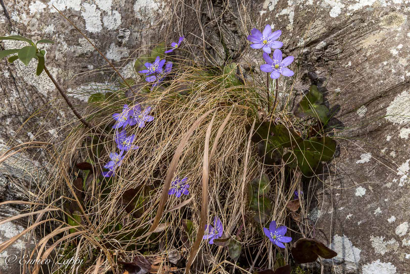 Gruppetto di Anemone Epatica alla base di un tronco di faggio.