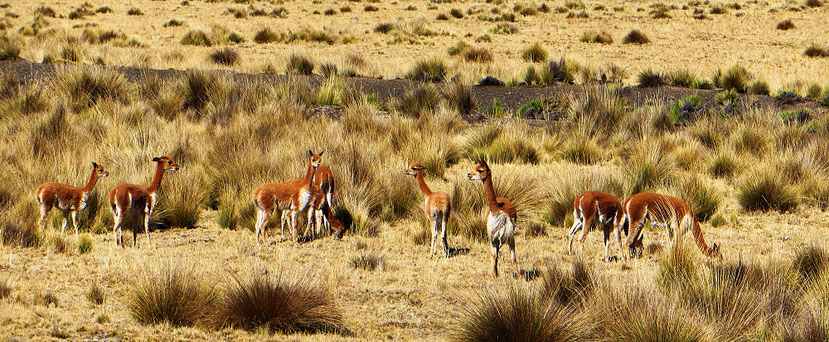 Auf dem Altiplano nach Cerro de Pasco gibt es sehr viele Vicuñas. Sie sind scheu und trotzdem neugierig. Stehen bleiben oder flüchten?