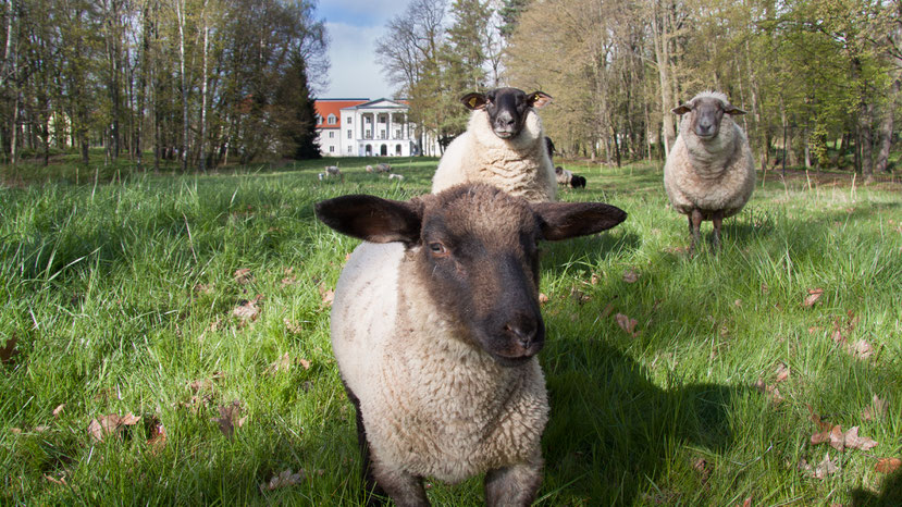 Schloss Löbichau heute