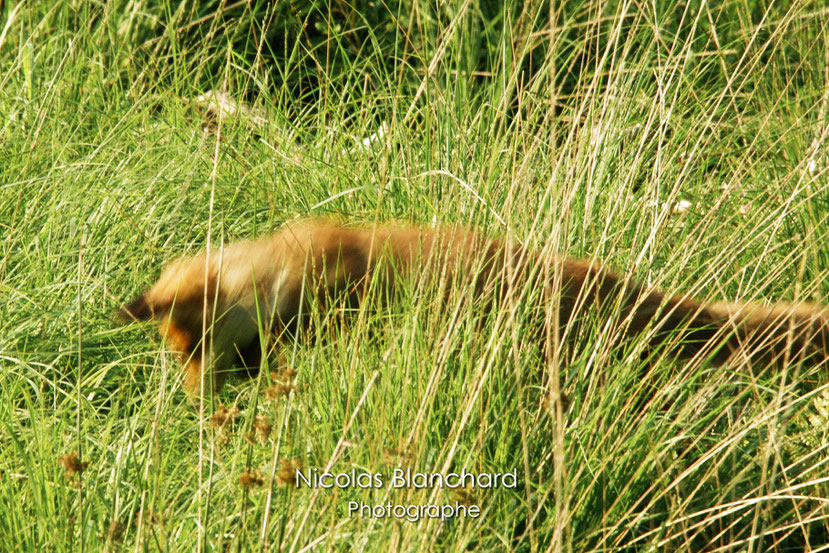 Renard mulotant, Forêt d'Ecouves, Orne (61)