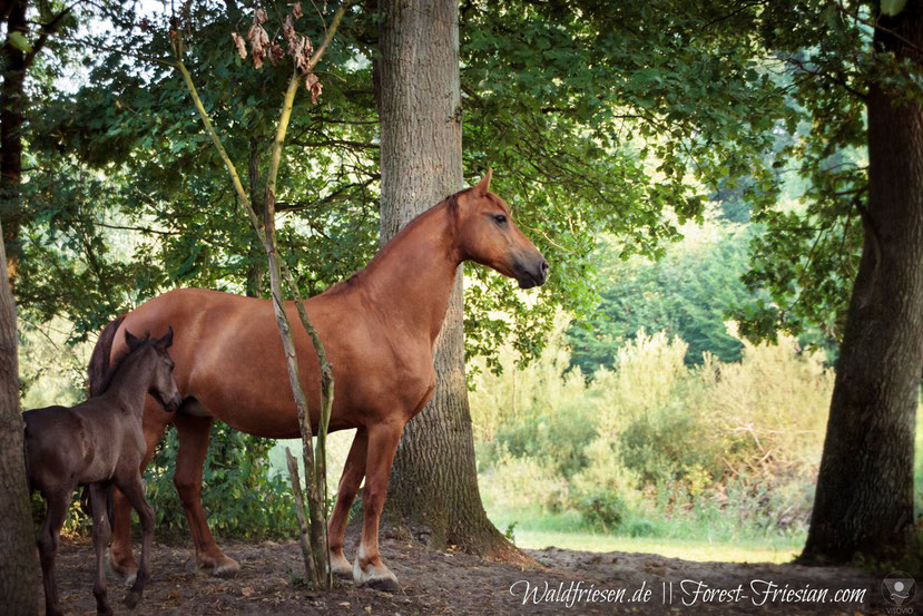 Fuchsfriesenstute Fabella Juli 2018 mit ihren ersten Fohlen Hercules. |www.waldfriesen.de www.forest-friesian.com | fuchsfriesen friese chestnutfriesian|www.waldfriesen.de www.forest-friesian.com | fuchsfriesen friese chestnutfriesian foto www.visovio.de 