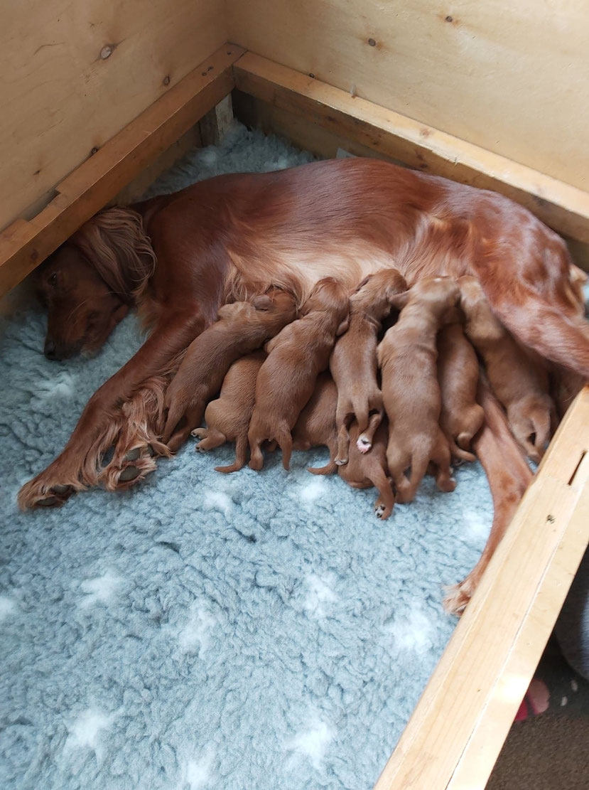 Dunroon puppies, born 27.2.2021