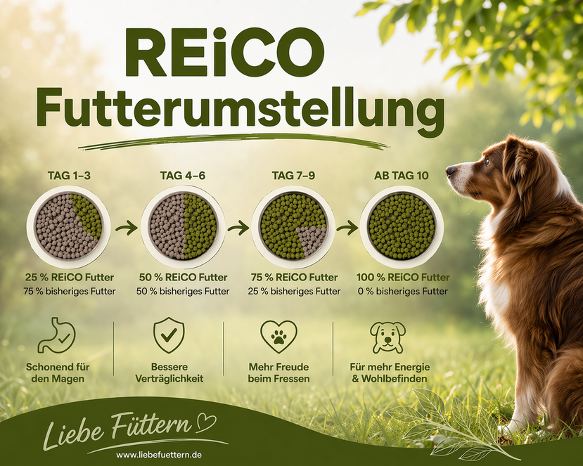 REiCO Futterumstellung - Die Richtige Umstellung auf ein gesundes, natürliches und artgerechtes Hundefutter und Katzenfutter mit REiCO.