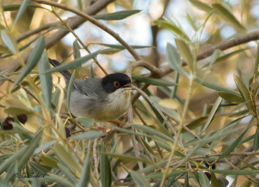 Kleine zwartkop. Een prachtig zangvogeltje die alleen in landen rondom de Midellandse Zee te vinden is. In Barcelona maak je kans om hem in één van de grotere parken tegen te komen.