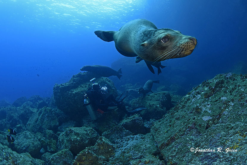 Galapagos Sea lion playing around the divers in the Galapagos Islands; photo: ©Jonathan R Green