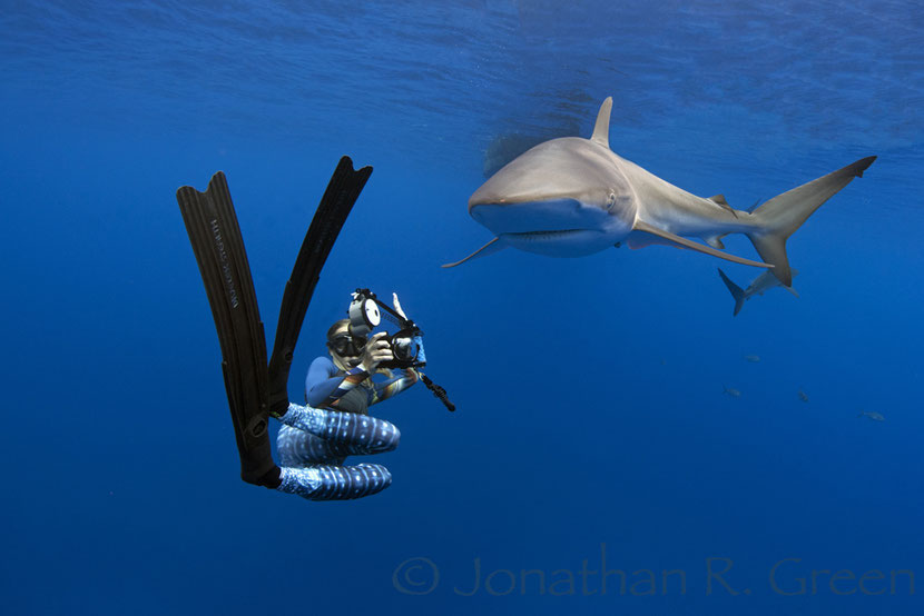 Diver taking a photo of a silky shark in the Galapagos Islands, Galapagos Shark Diving; photo: ©Jonathan R Green 