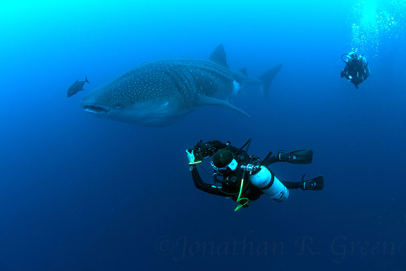 Diver taking photo identification from a adult whale shark in the Galapagos Islands - Galapagos Shark Diving; Photo: ©Jonathan R Green