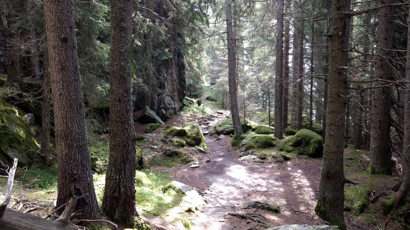 Wunderbarer Wald