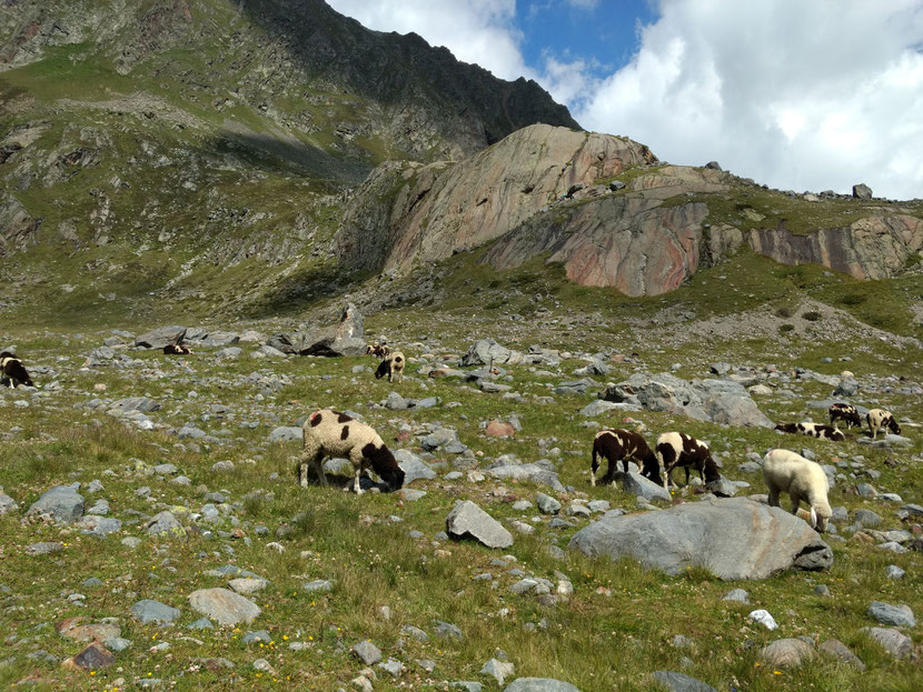 Schafe kurz vor der Sulzenauhütte