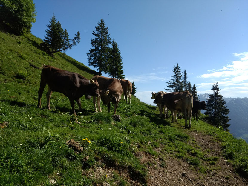 Kurz vor der Sölleralpe
