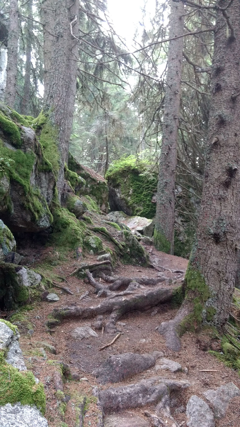 Wilder Wald