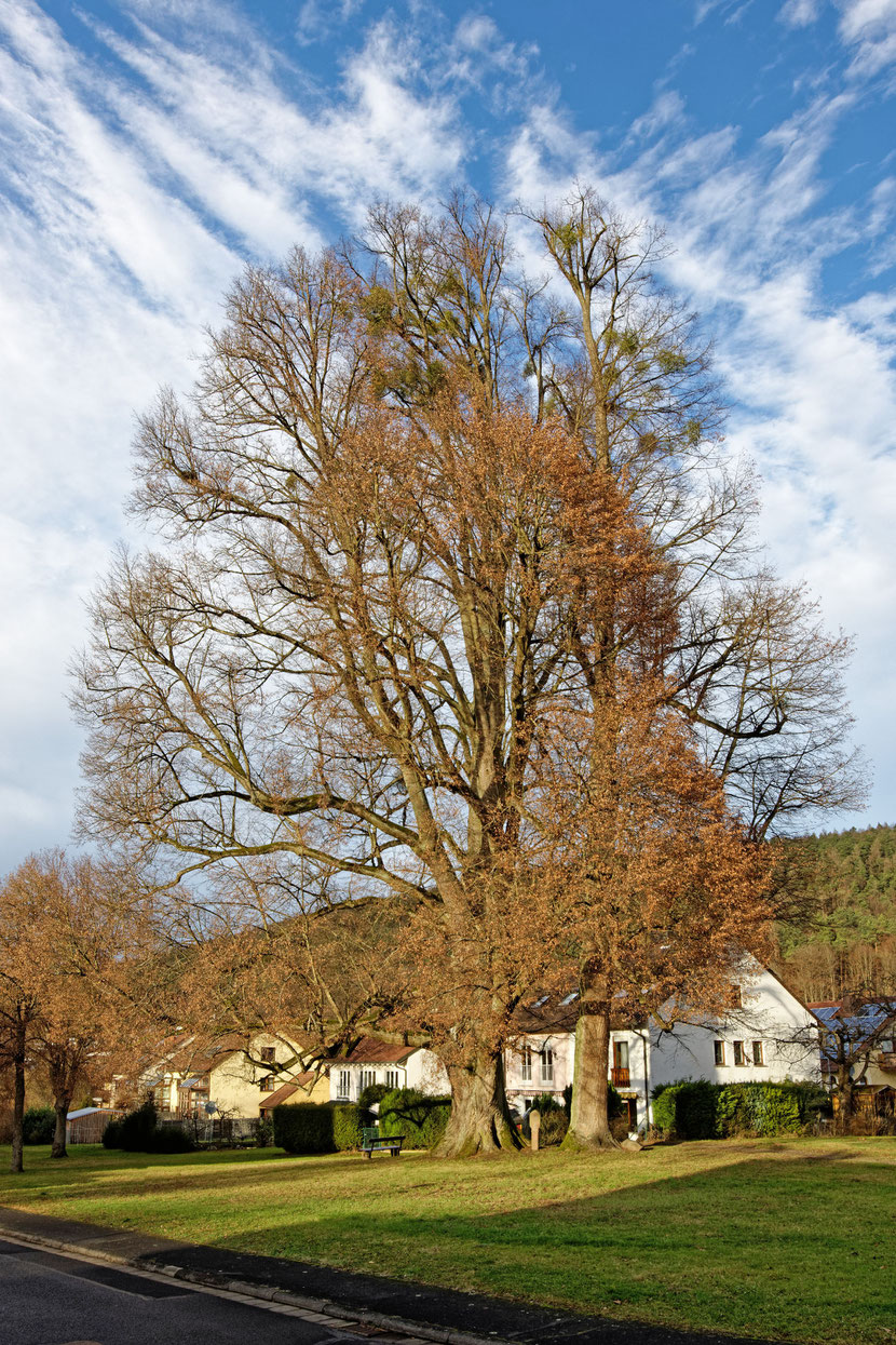 Linde in Sendelbach