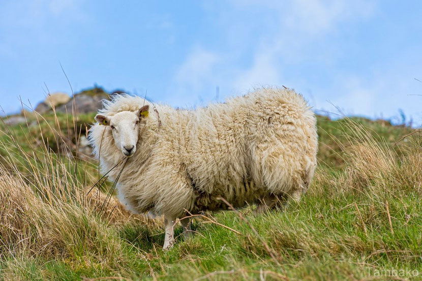 mouton cheviot
