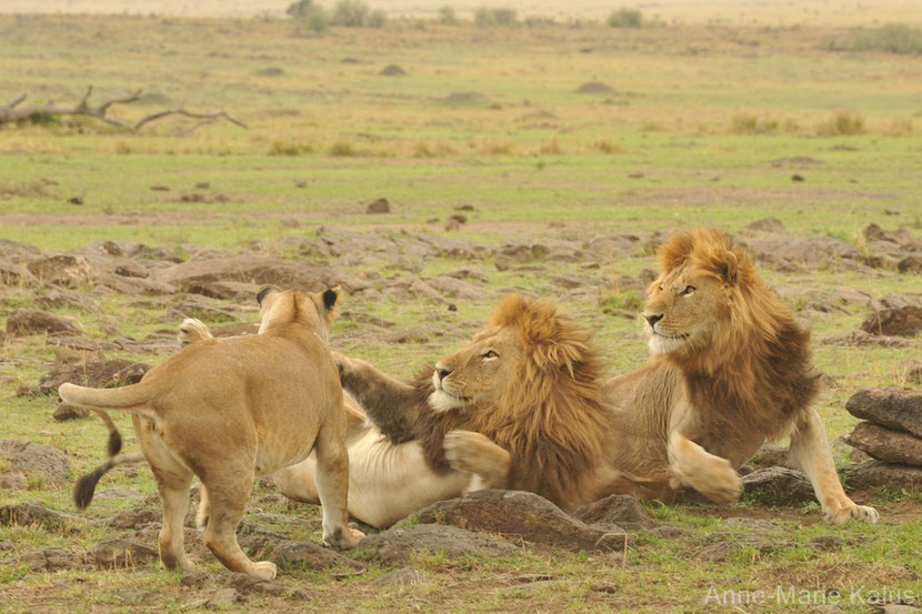 fiche animaux disney lion afrique simba