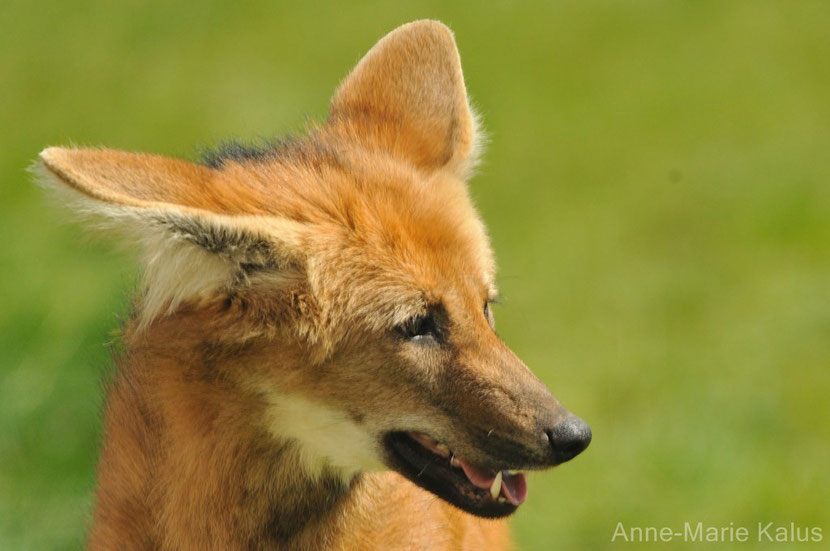 loup a crinière