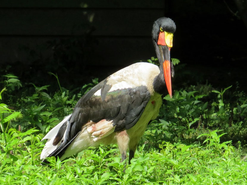 jabiru