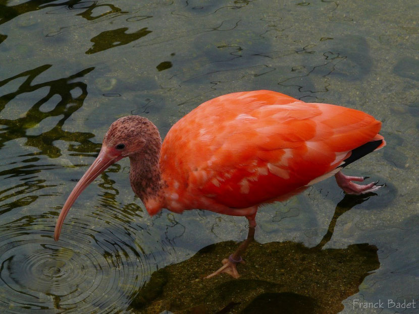 ibis rouge