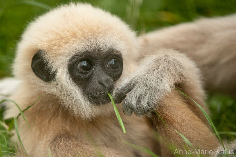 Gibbon mains blanches