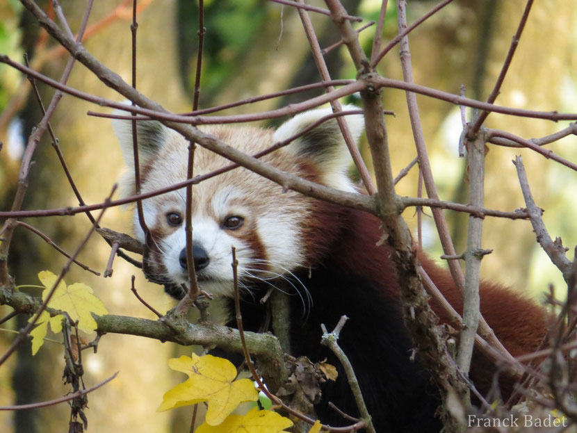 Fiche animaux panda roux