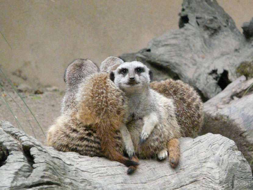 suricate