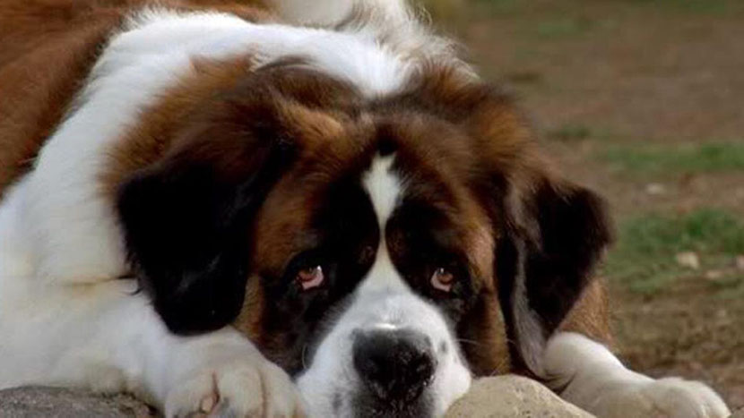 animaux celebre beethoven