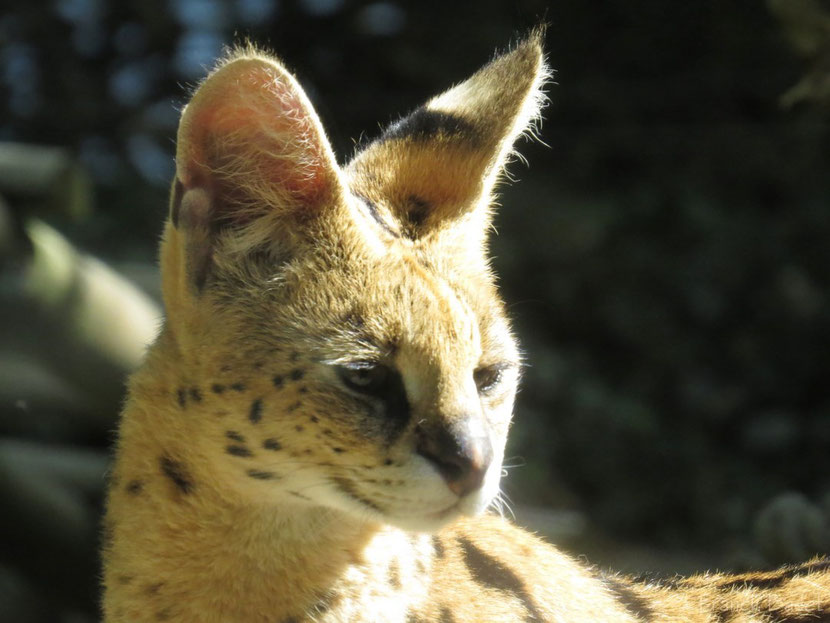 serval