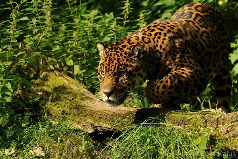 jaguar