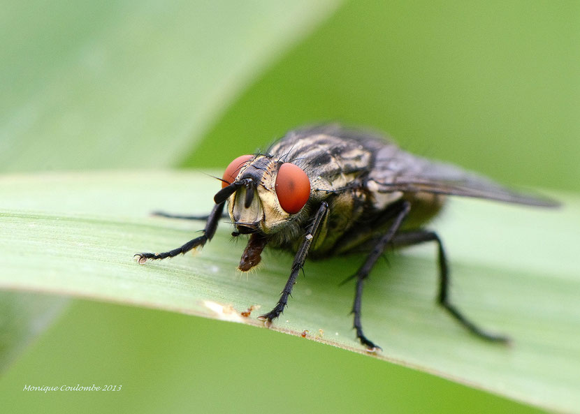 mouche a damier