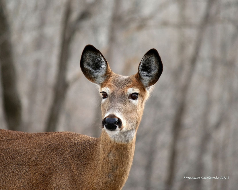 white-tailed deer