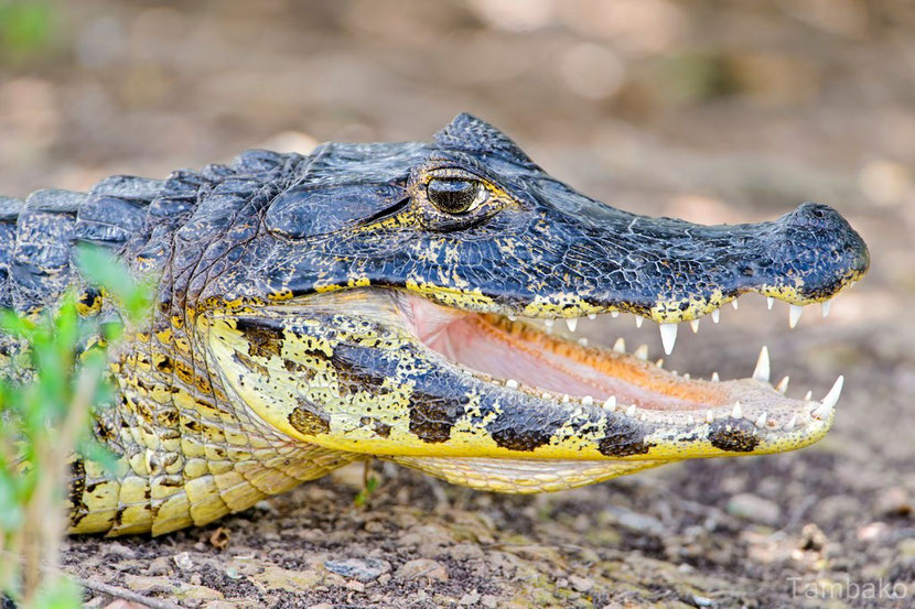 Fiches Animaux caiman