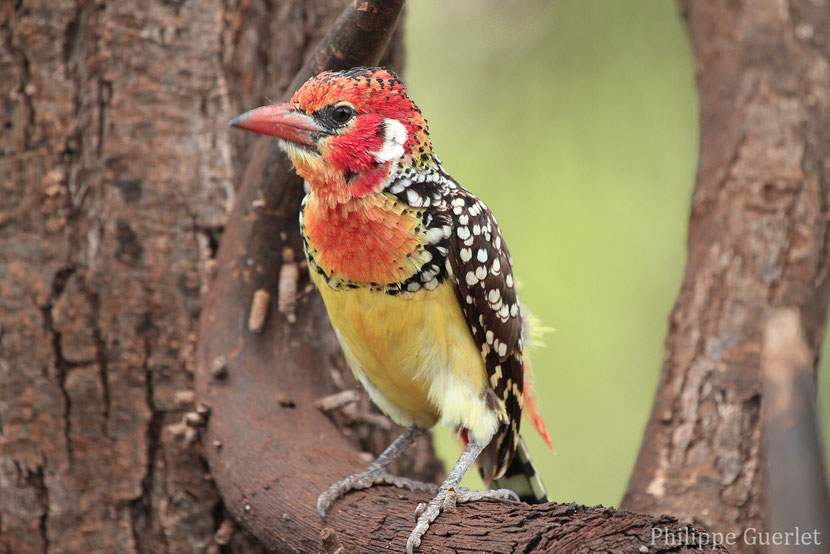 fiches animaux barbican a tete rouge