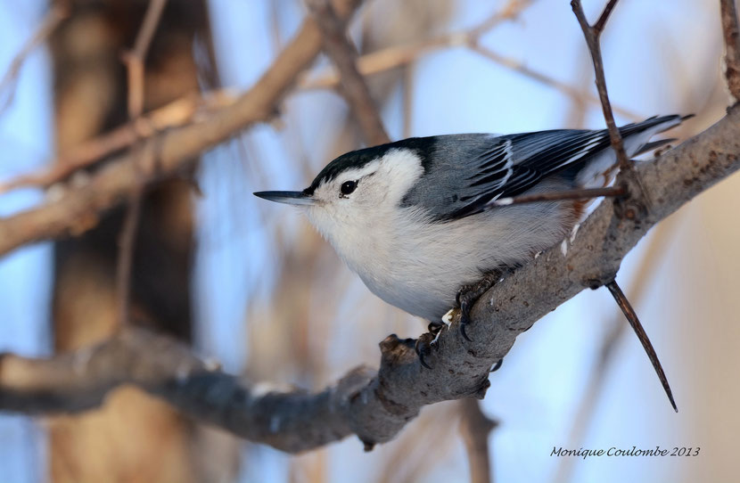 (Photo Monique Coulombe)