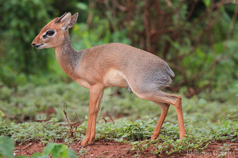 dik dik