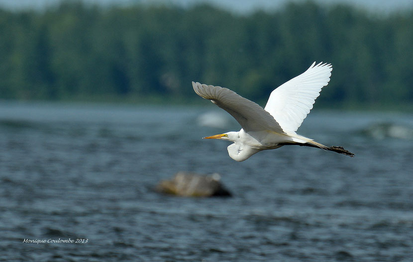 grande aigrette