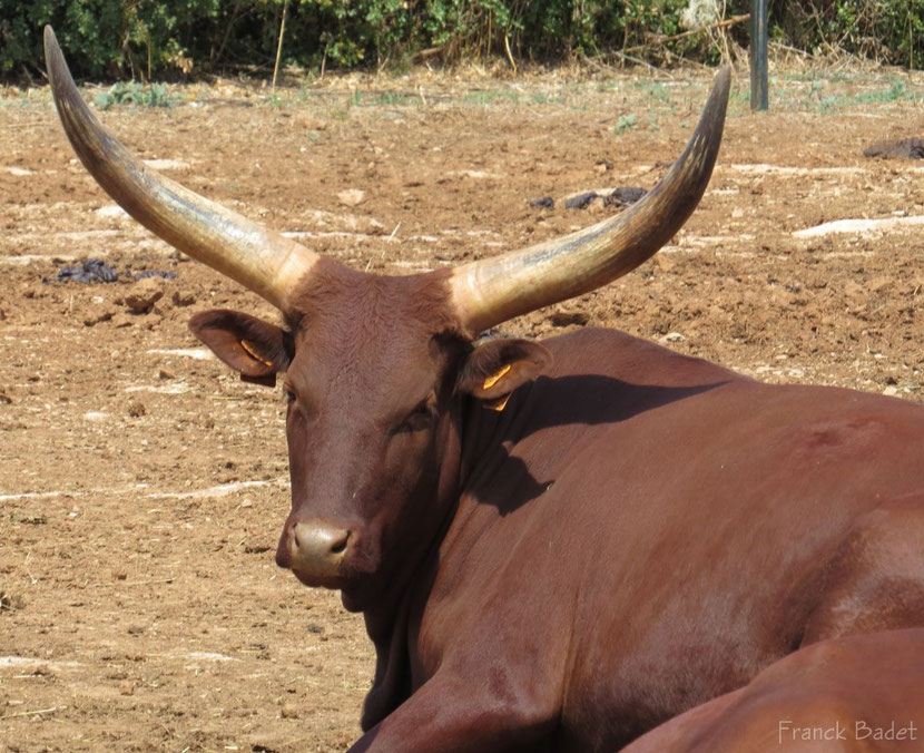 watusi