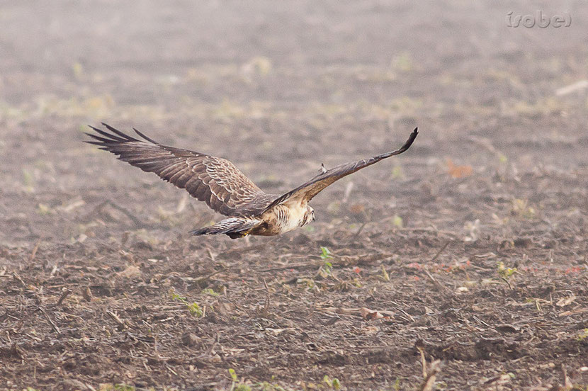 buse variable