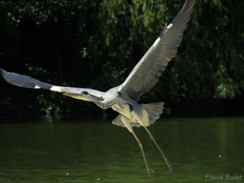 heron cendre