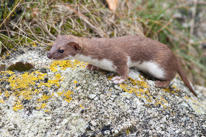 least weasel