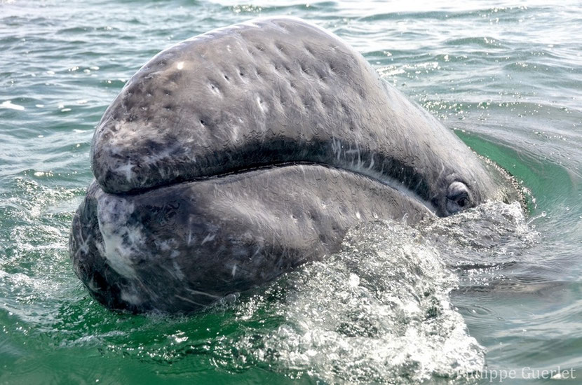 fiches animaux baleine grise