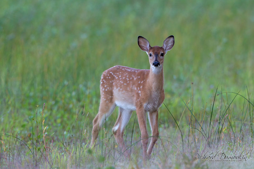 cerf de virginie bambi