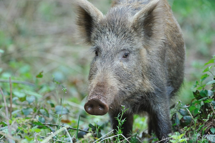 Comment S'appelle Le Petit Du Sanglier Sanglier commun : poids, taille, longévité, habitat, alimentation