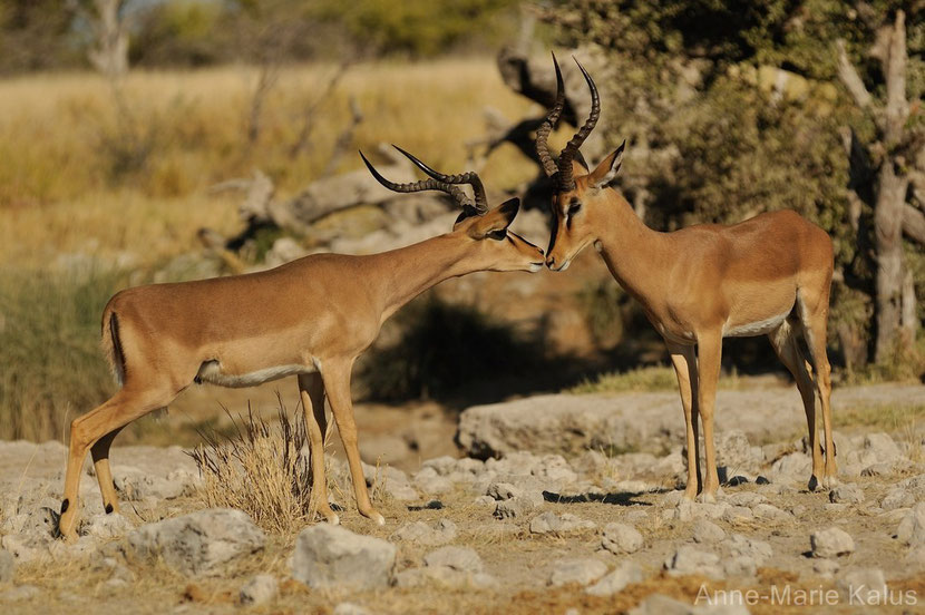 impala