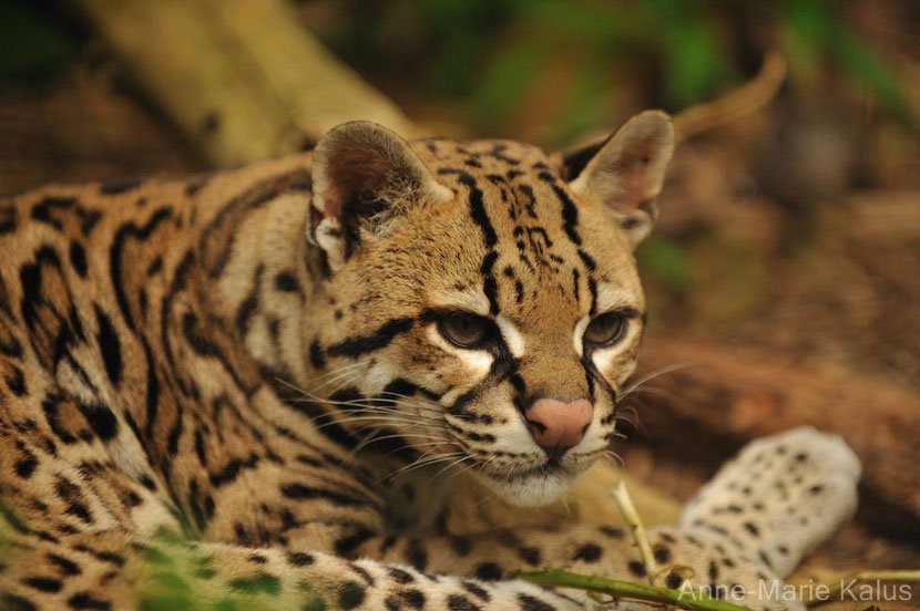 ocelot