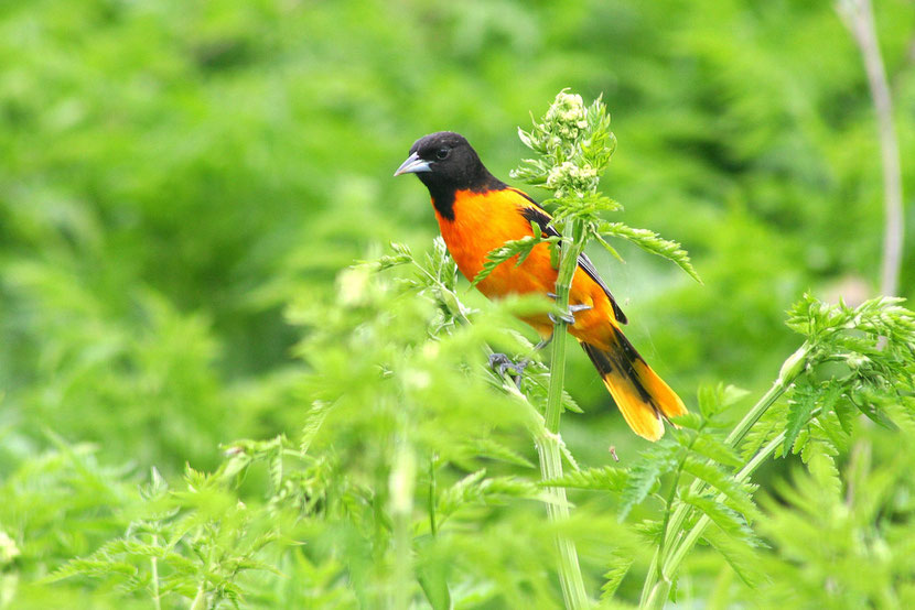 oriole de baltimore