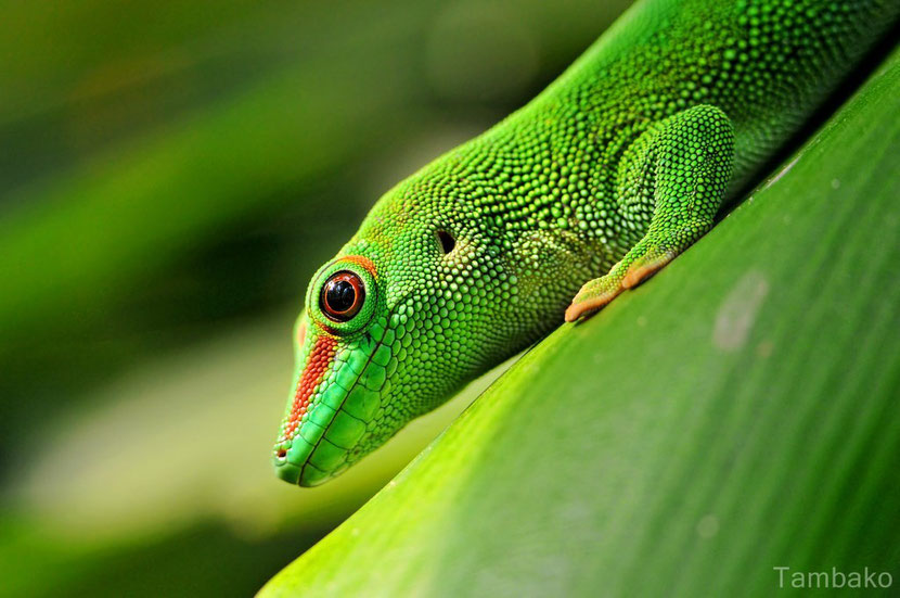 fiche animaux gecko