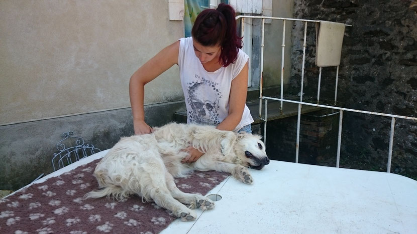 osteopathe animalier canin equin